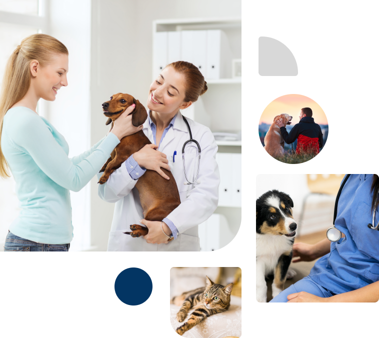 Home - Ashgrove Avenue Veterinary Clinic